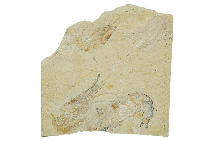 Three Cretaceous Fossil Shrimp - Lebanon #375802